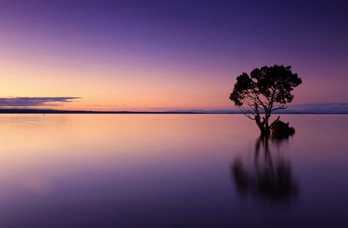 Sunset Tree Water Silhouette Nature Landscape Sky